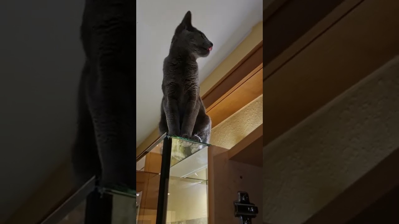 Vogelspinnen🕷 vs. Russisch blau Katze🐈‍⬛ Gamora turnt im Spinnenzimmer rum😉