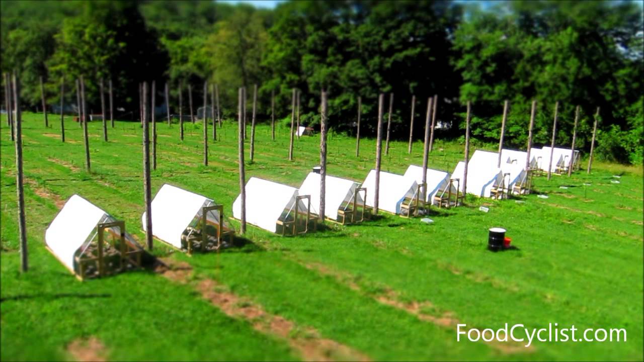 Moving chicken tractors (time lapse)