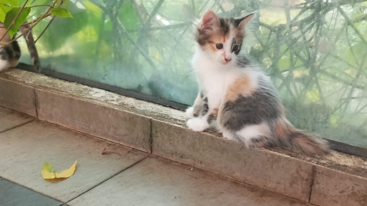 Time Machine Cats !!!! Longest Daily Cat's Story