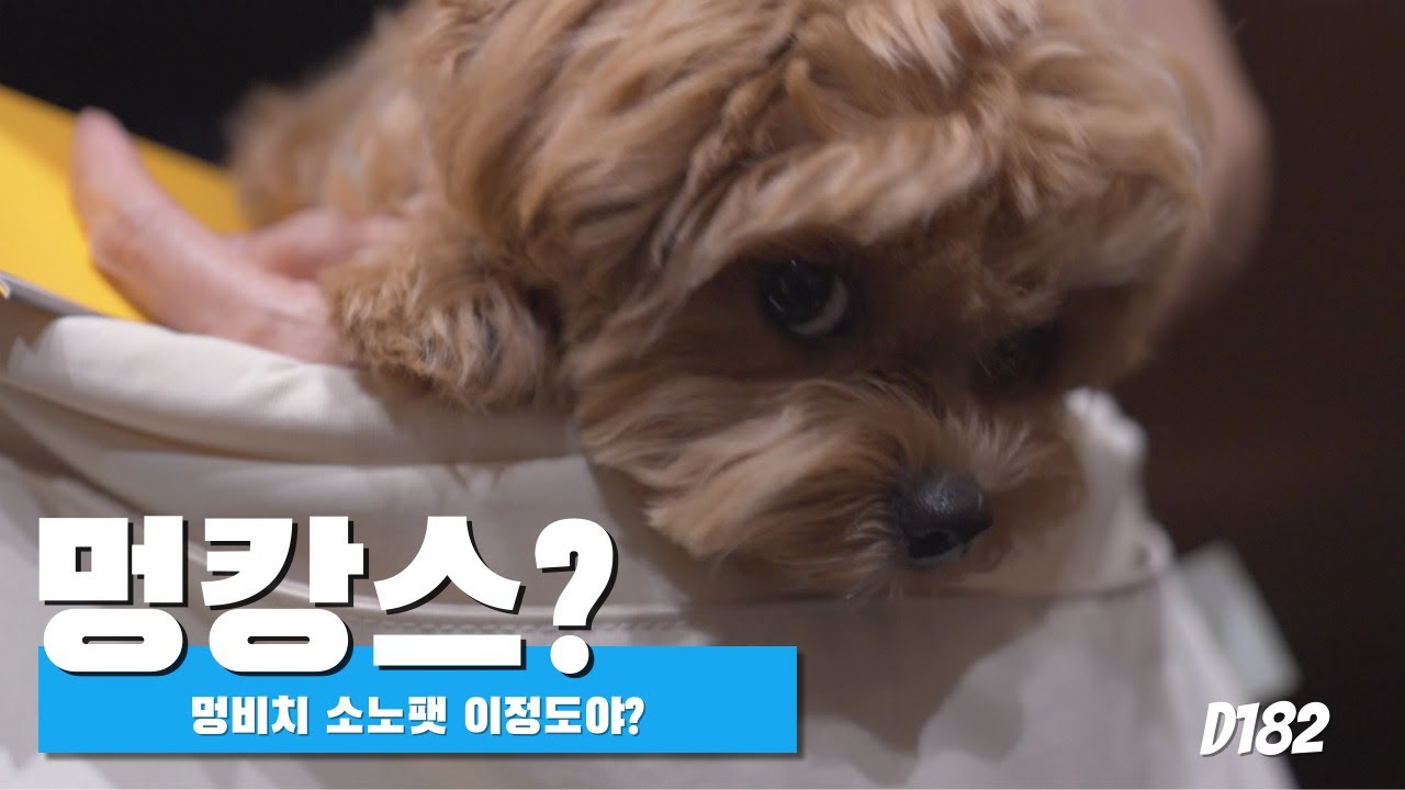 6개월 철없는 말티푸 여름휴가 | 양양 멍비치 | 소노펫