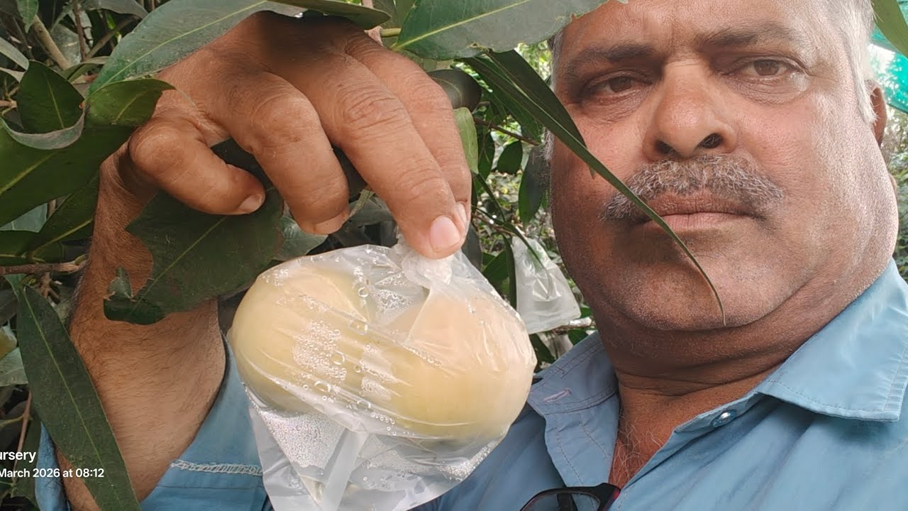 Rose apple Thailand variety 7075858499 onlin plants available 