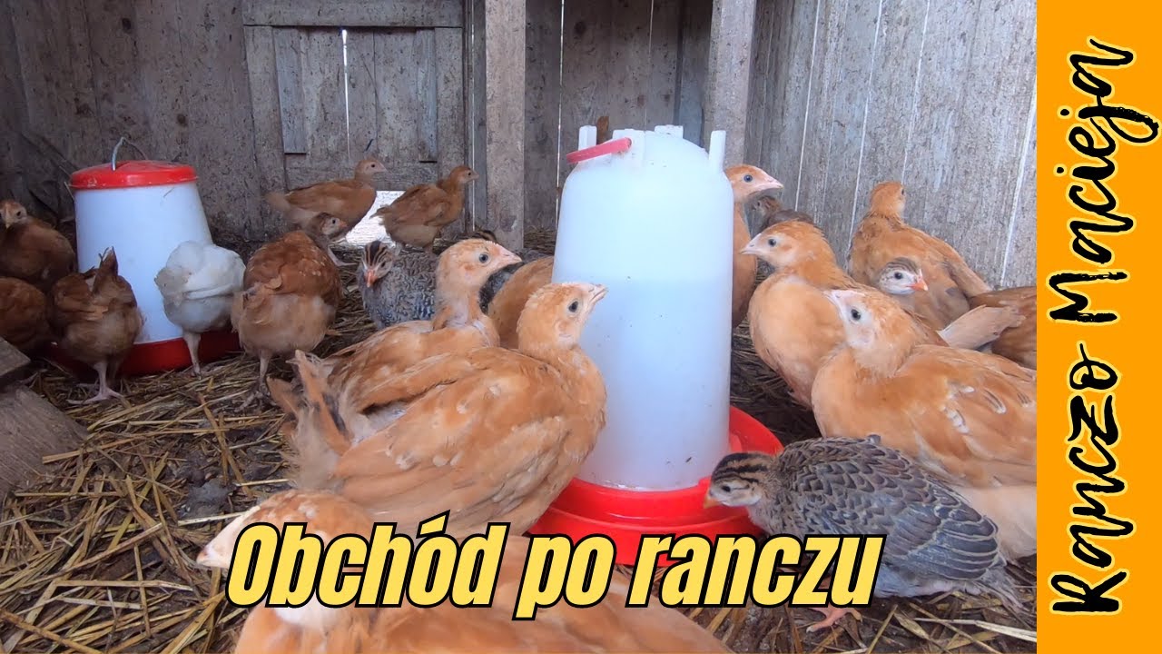 Leniwa niedziela - obchód po ranczu #265