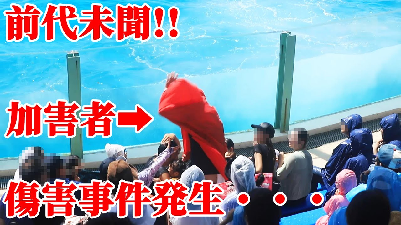 シャチショーでまさかの傷害事件発生・・・ 鴨川シーワールド シャチパフォーマンス KamogawaSeaWorld  orca killerwhale