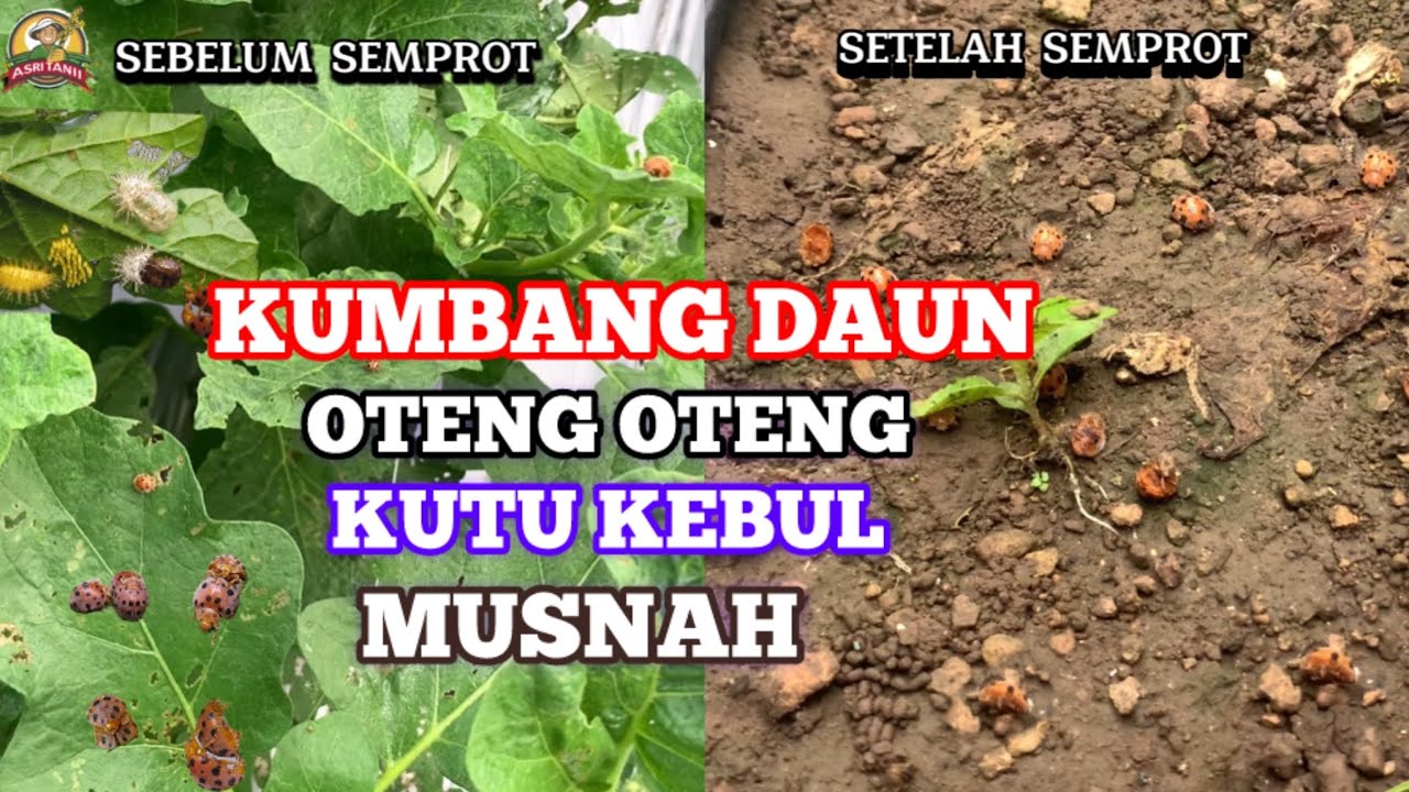 OTENG-OTENG DAN KUTU KEBUL AUTO HABIS! Rahasia Metindo & Agus yang Ampuh Banget!