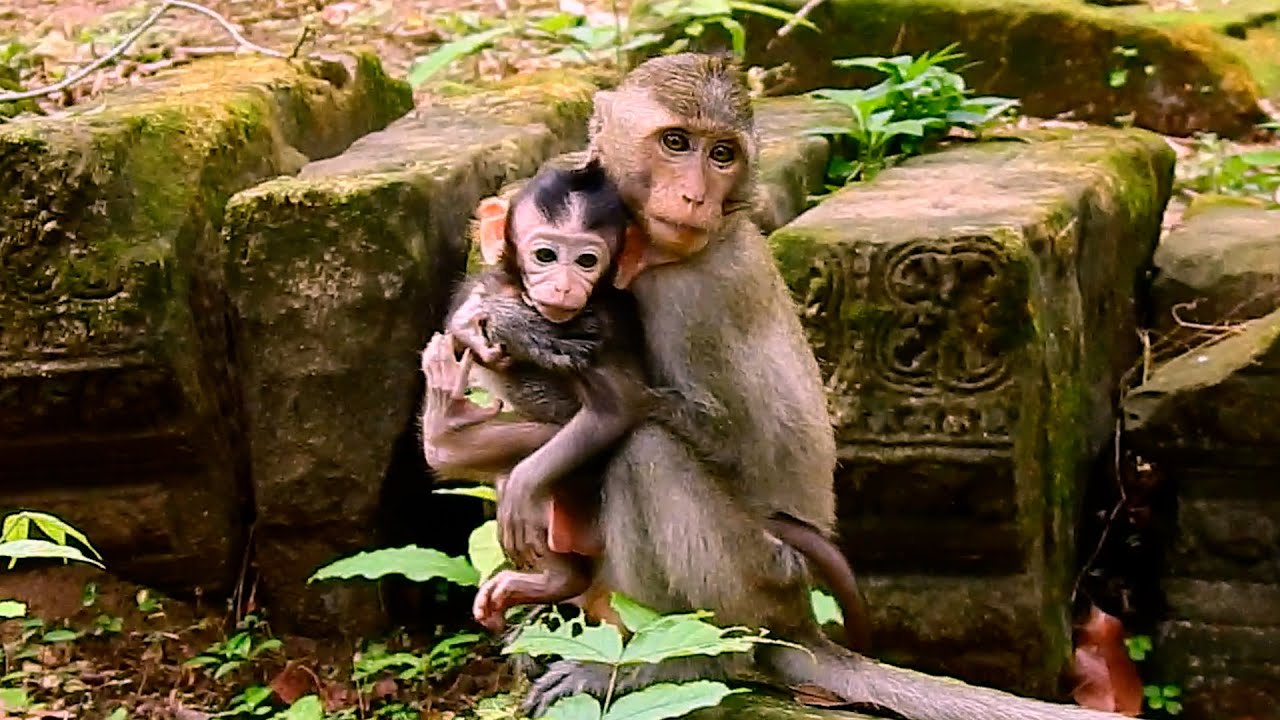 Pitiful baby monkey was kidnapped by bad monkey! Poor baby monkey crying loudly wanna back to mom!