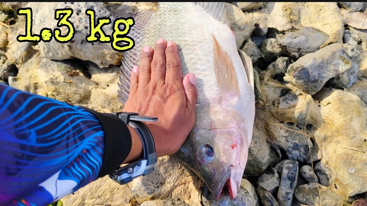 PAG MALAKI ANG PAIN MALAKI DIN ANG HULI ! MAMAW NANAMAN MGA BRO.