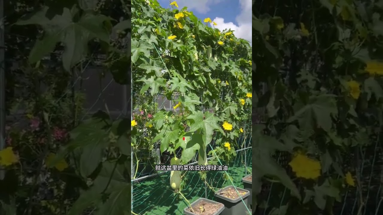 The deep vegetable planting pot with its own water storage tank and pulley is very suitabl