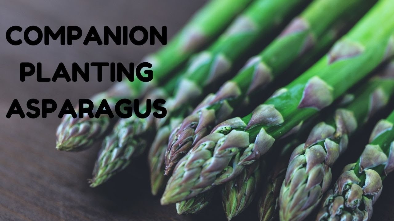 companion planting asparagus