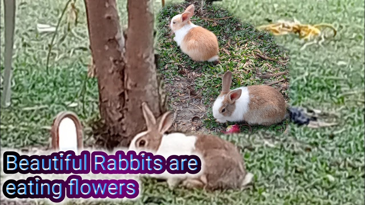Rabbit is eating nicely 