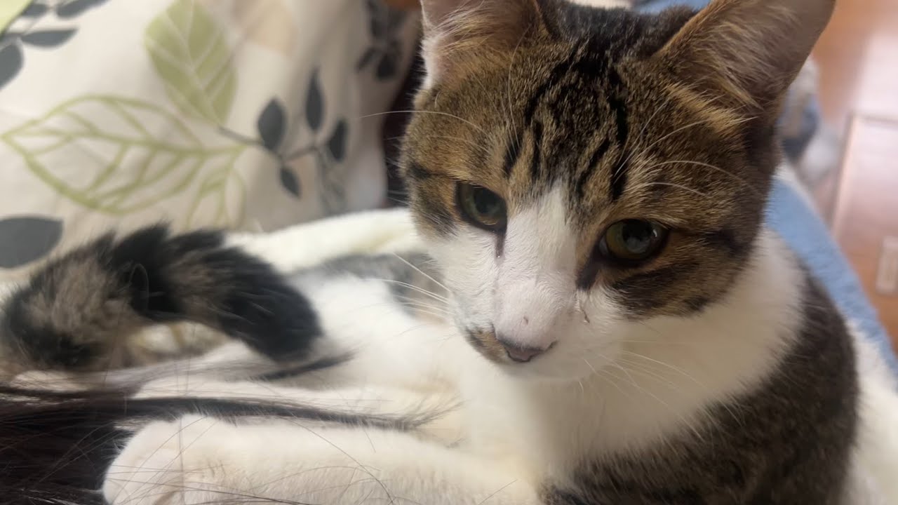 おねえちゃんに甘えん坊テンくんが愛おしい🥰