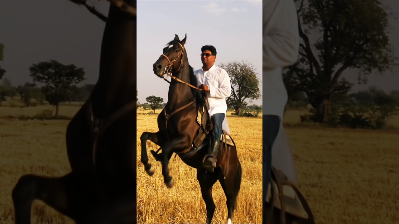horse running video| | horse race video  | | 