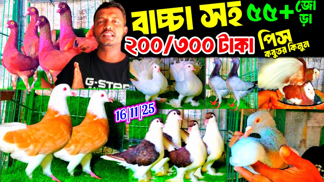 বাচ্চা সহ মাত্র ২০০/৩০০ টাকা পিস কবুতর কিনুন | ১০০% ডিম বাচ্চা সহ কবুতর বিক্রি | কমদামে কবুতর কিনুন