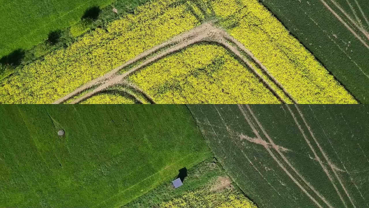 Rapsblüte ! Einfach wundervoll!