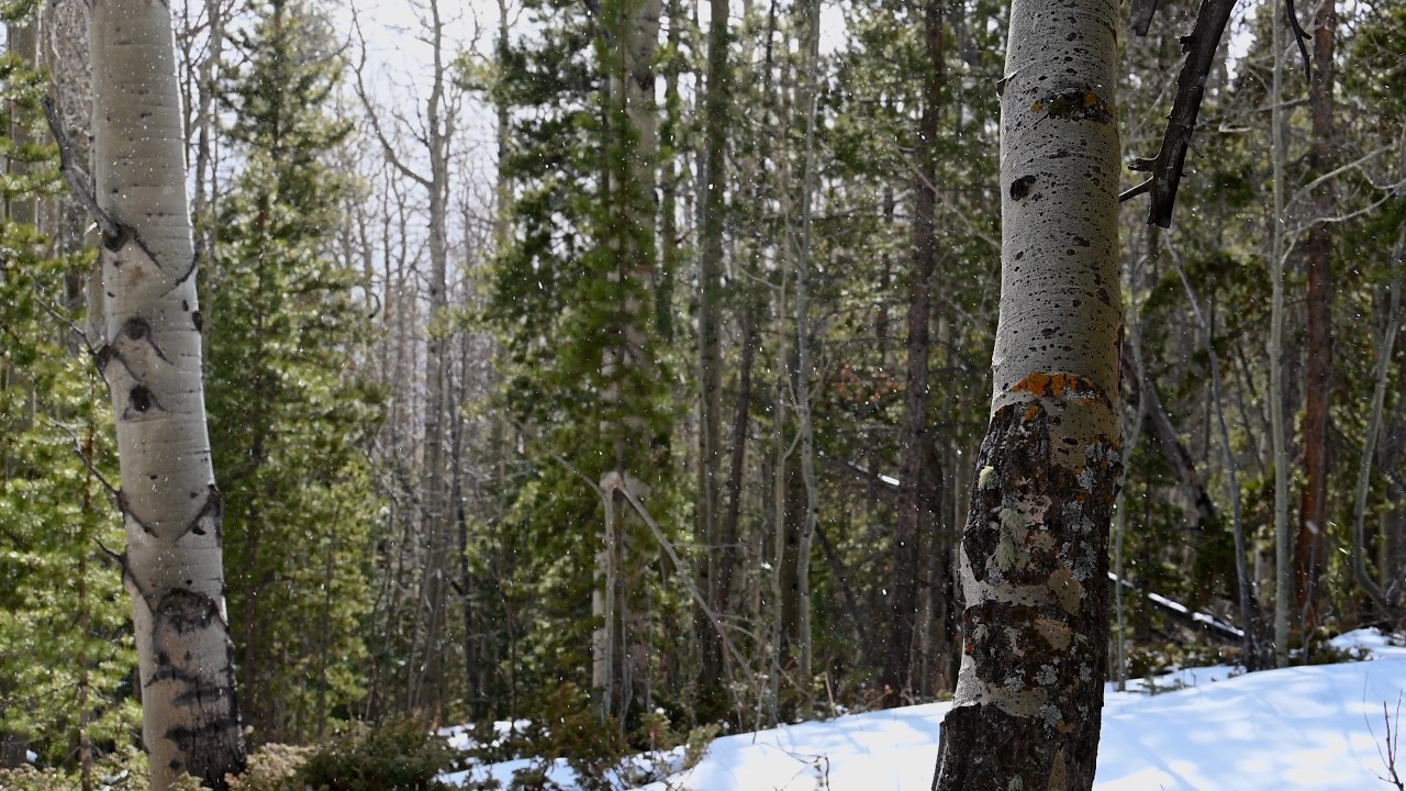 15 Minutes Of Winter Snow Flurries St Vrain Trailhead Colorado Rocky Mountains Relaxing Nature Video