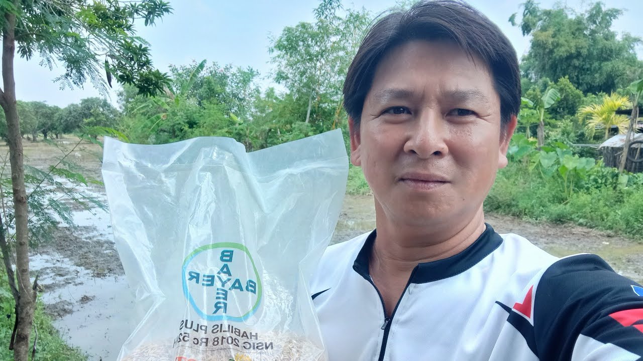 HYBRID HABILIS PLUS NSIC 2018 RC 524H