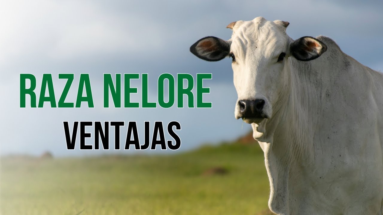 Ventajas de la raza de ganado Nelore. La raza ideal para el trópico.