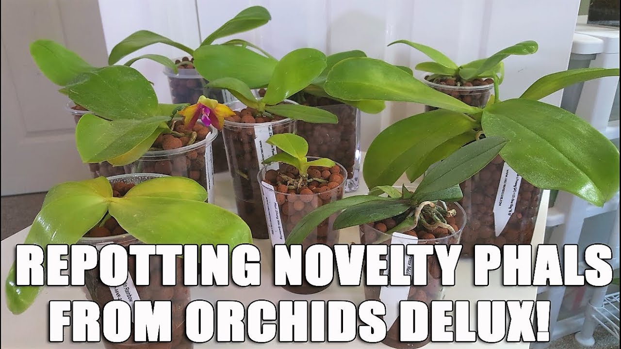 Пересадка новинки фаленопсис от Orchids Delux!