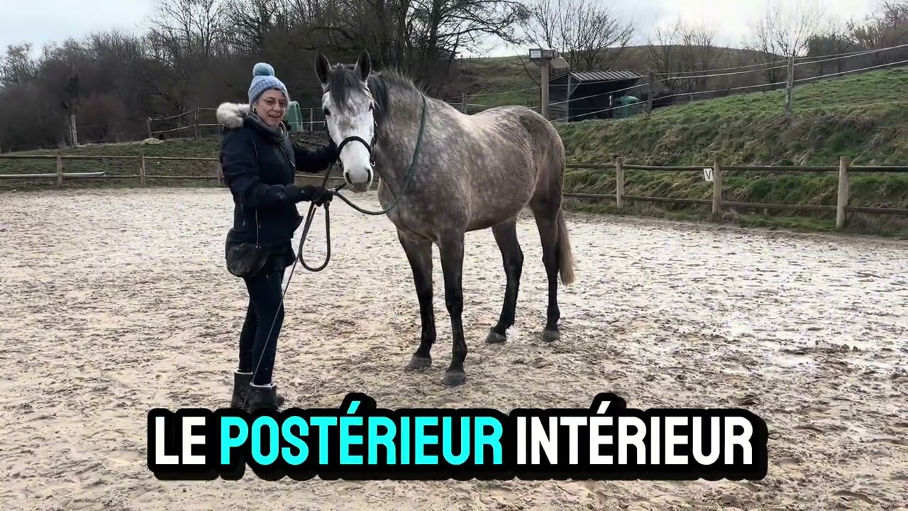 Module 5: mettre en place l’epaule en dedans avec un cheval novice