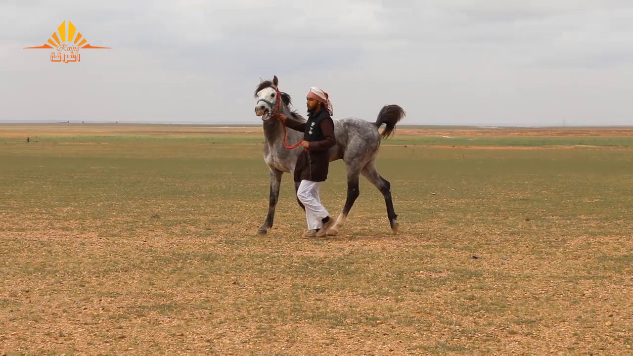 إدارة سباقات الفرات:  مهرجان الربيع الأول  
