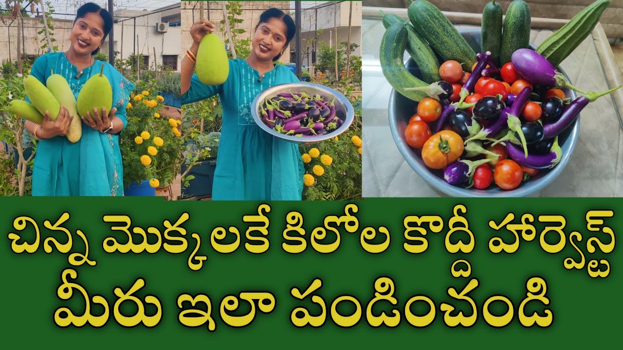 Big Harvest in Small Garden || Tasty Organic vegetable Harvest || Jyothi Garden 