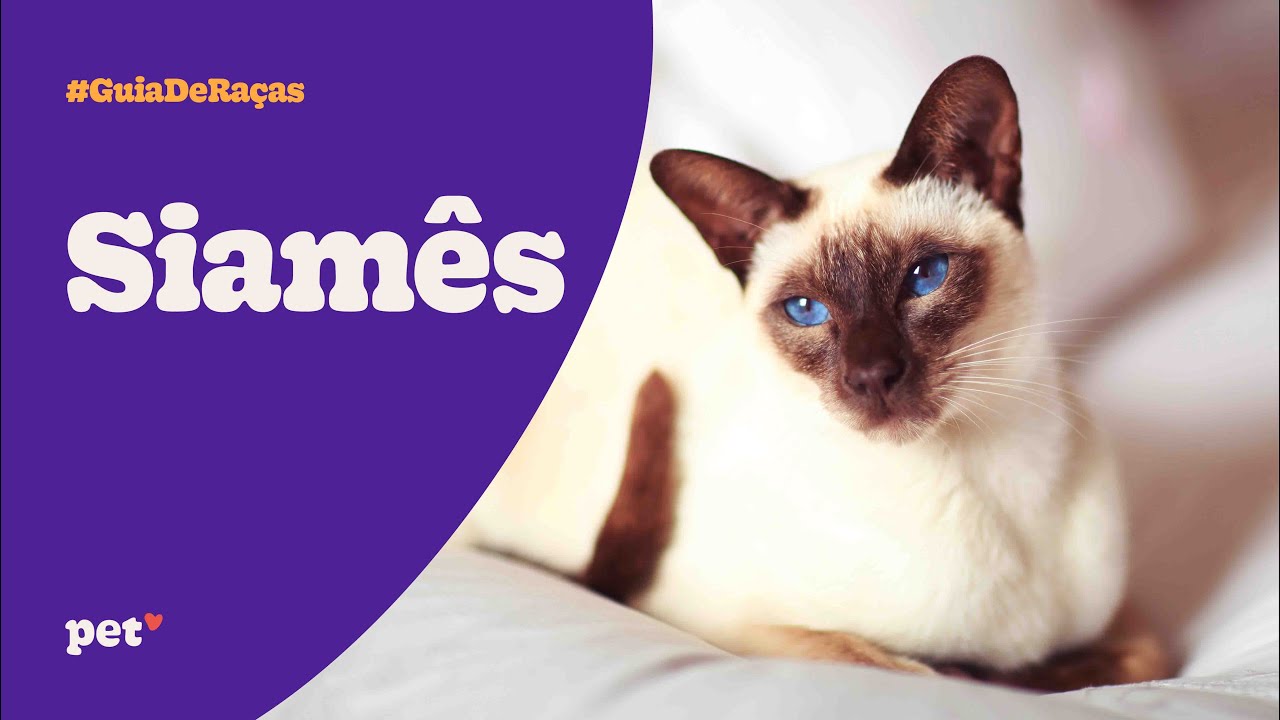 Guia de raças | Gato Siamês