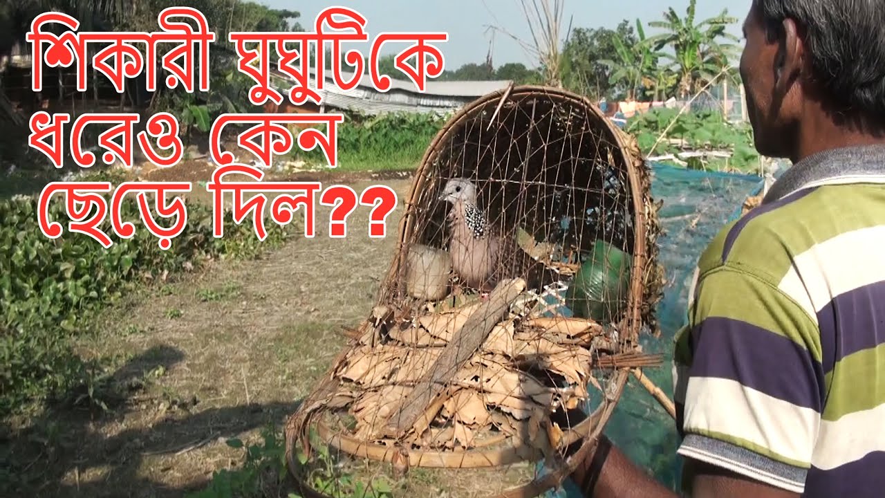 Bird Hunting in The Trap/Dove Hunter/The Kindness of Birds Hunter/একজন পাখী শিকারীর মানবিক গল্প