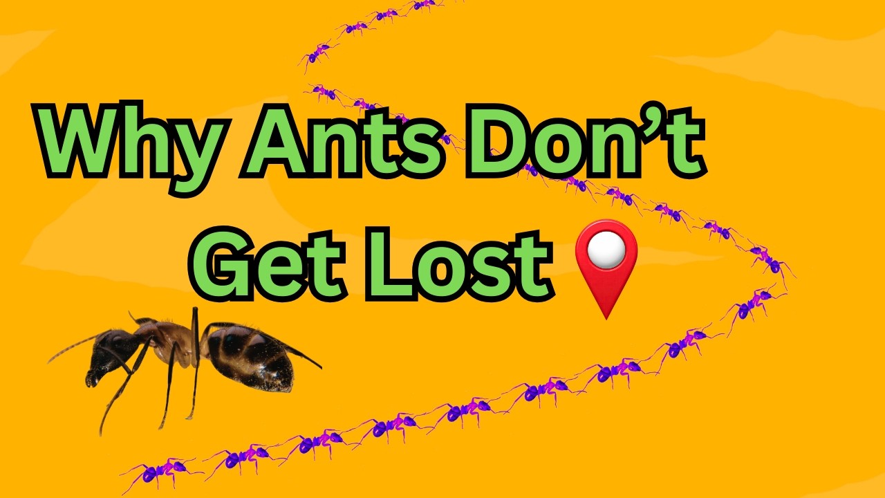 The Secret Navigation System Inside Every Ant #facts  #didyouknow #ants