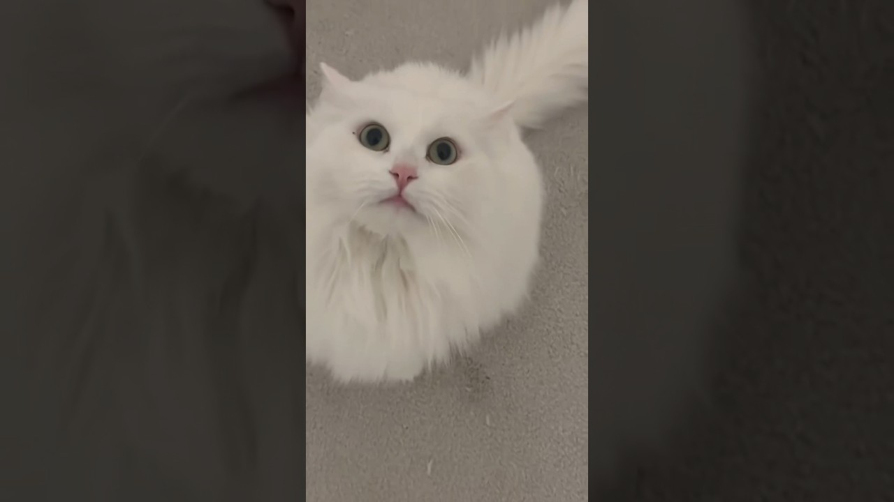 What it&rsquo;s like having a dramatic, loud, deaf cat&hellip; which meow do you think is the loudest? 😂 #cat