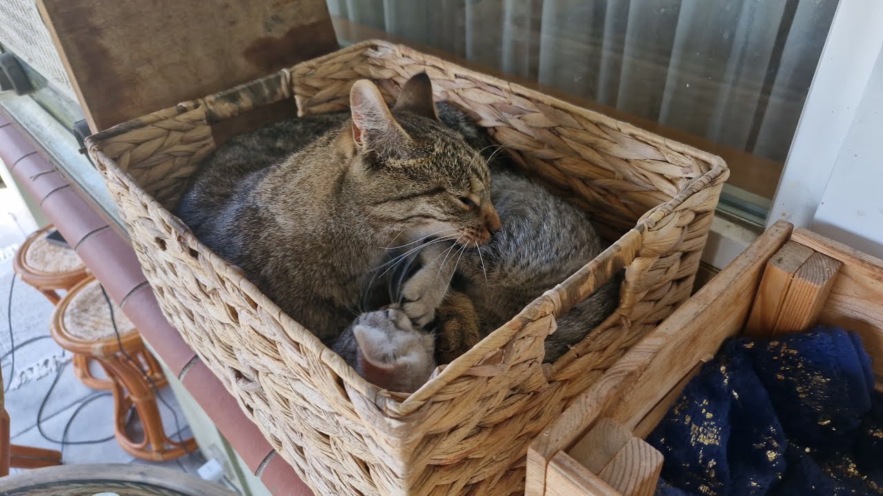 To nie na jego nerwy - Mačka i Kitek w walce o pudełko / 7 lipca 2025