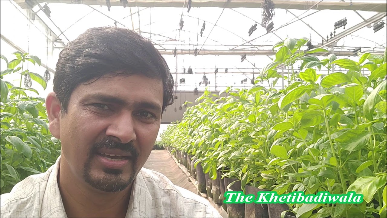 Hydroponic Myths I
