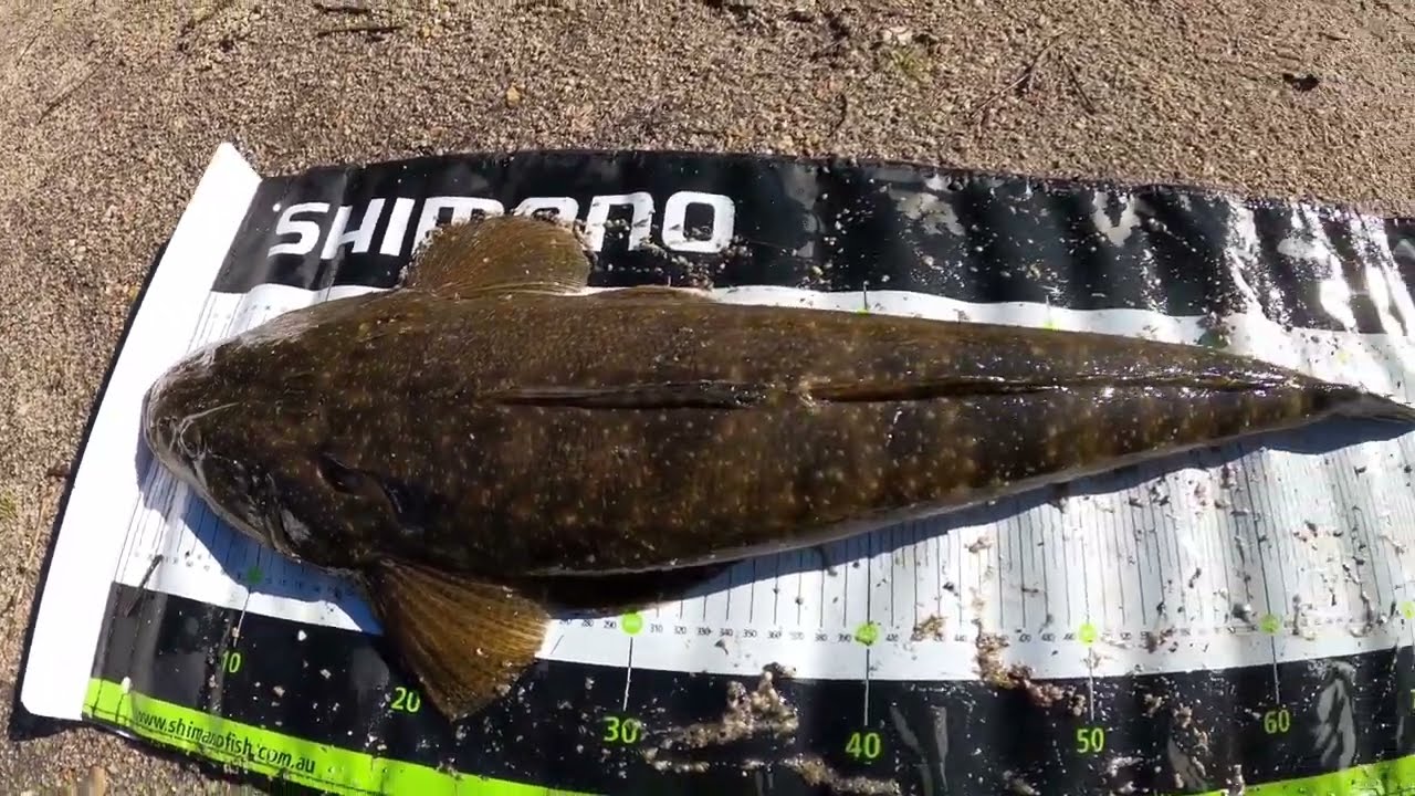 Lake Tyers soft plastics. my Pb. 15 good fish 6 bigger than 70cm