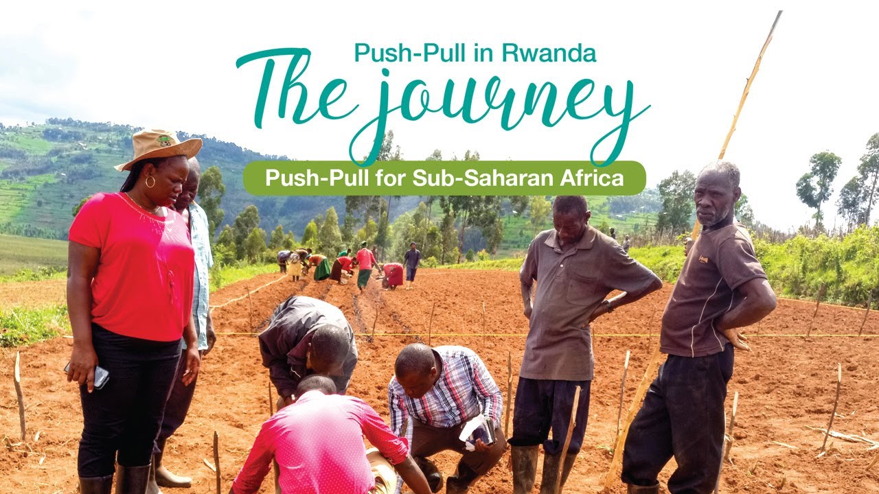 Push Pull in Rwanda – The Journey