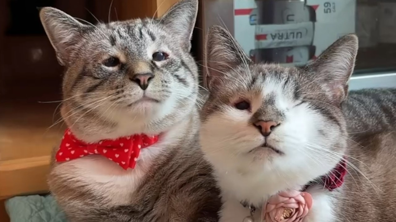 Cat is so loving to special needs sister
