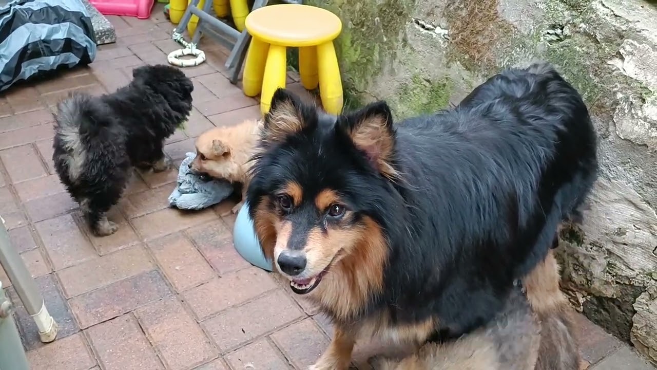 Finnische Lapphunde of Northern Lights G-Wurf 7 Wochen