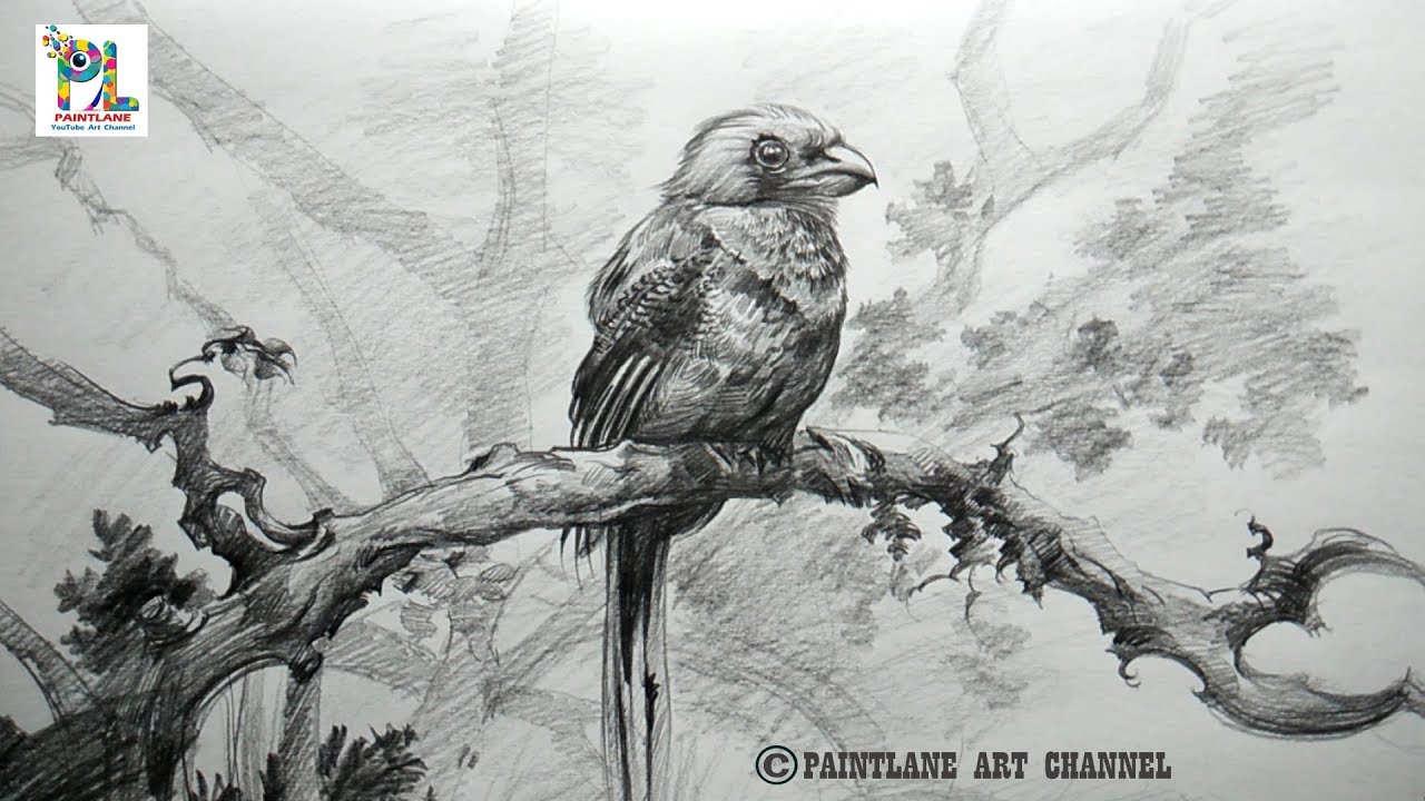 Learn  Shading A Bird with Very Easy Pencil Strokes | How to draw A Bird | drawing
