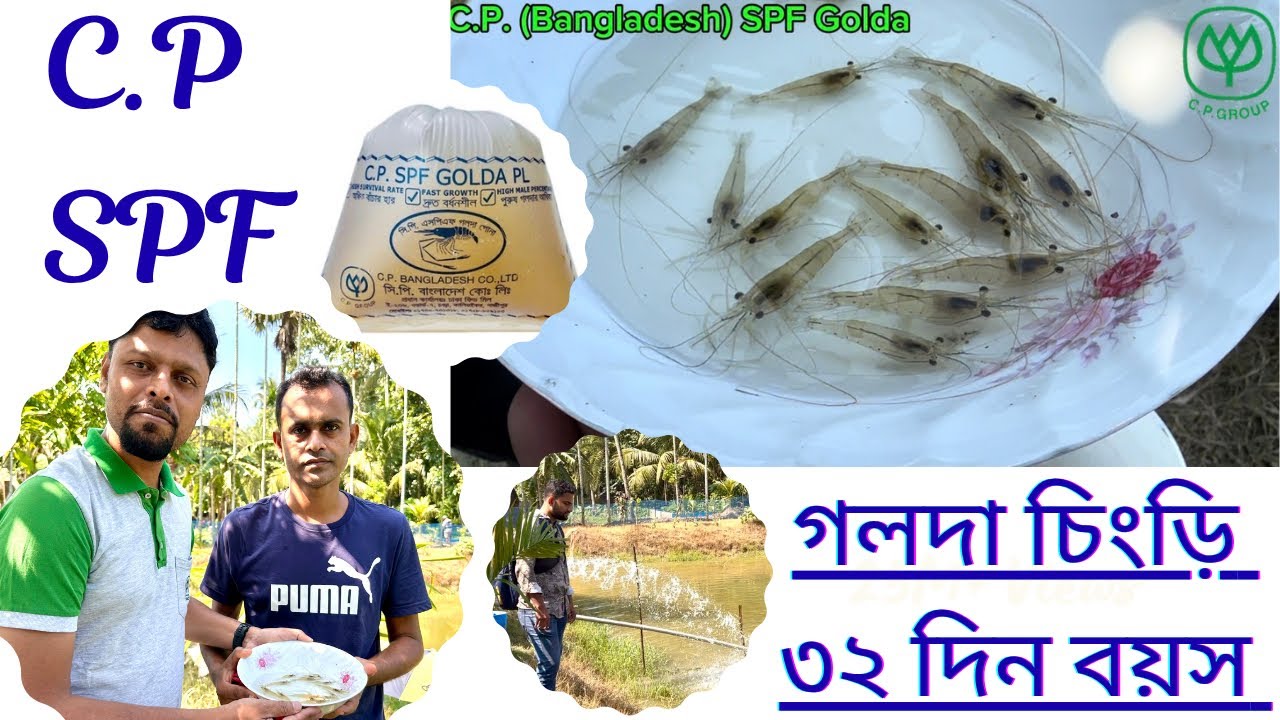 C.P. SPF Golda (সি.পি. এসপিএফ গলদা), Observation on 32 days.... 