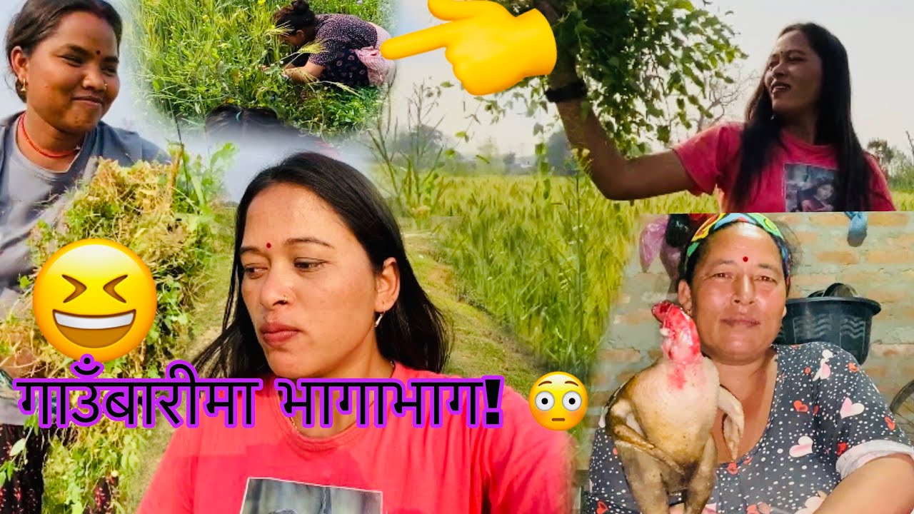 गौँबाडीमा घाँस काट्दै गर्दा अचानक मान्छे आएपछि भयो भागाभाग! 🤣🌿 😂😳