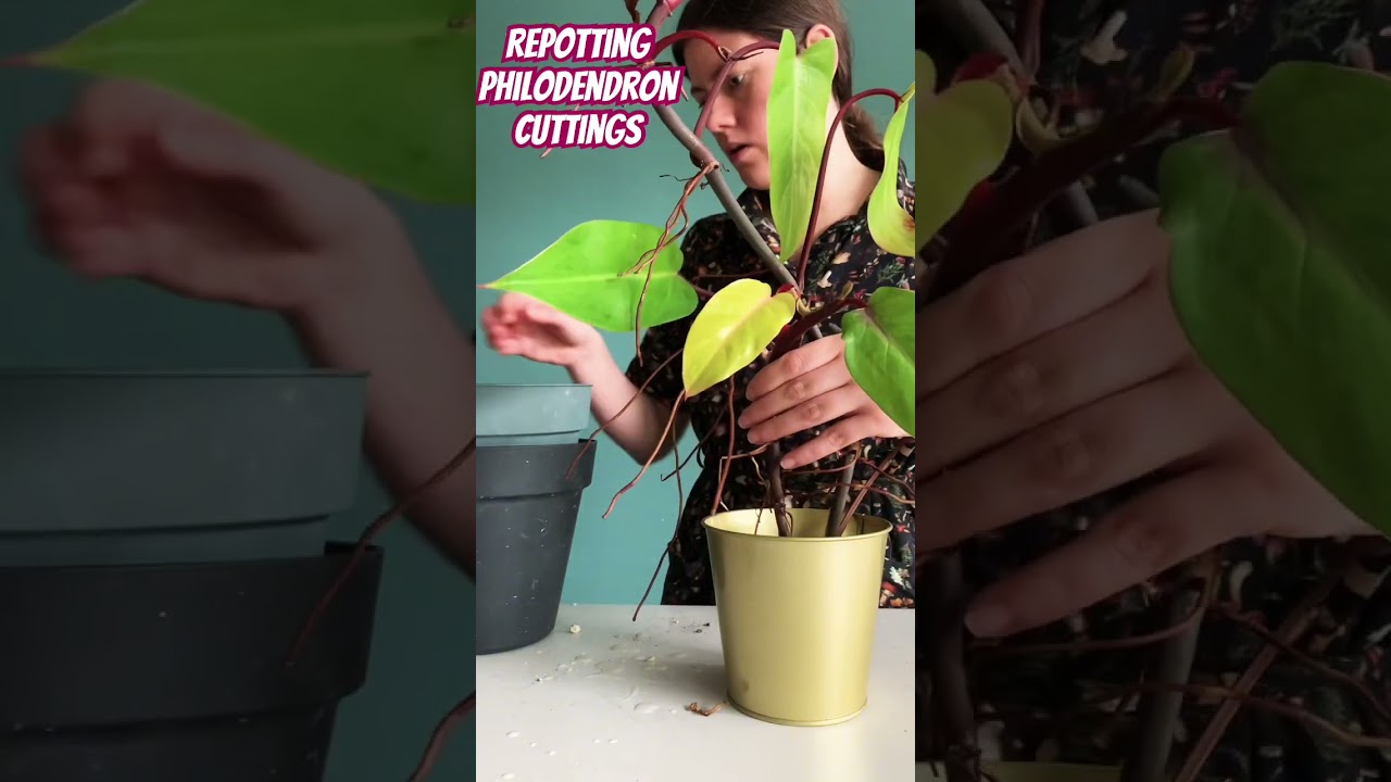 Repotting the Philodendron Painted Lady cuttings I almost forgot. #repotting #philodendron