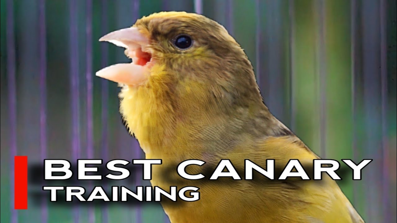 #009 Kenari Gacor Panjang Rol Rapat Emosi | Burung Kenari Bernyanyi, canario Belga