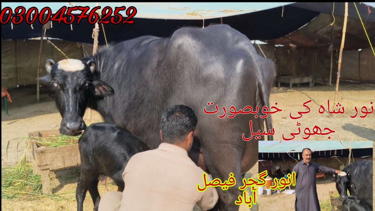Noor Shah ki high milking buffalo sale Okara Animal Tv 03004576252/