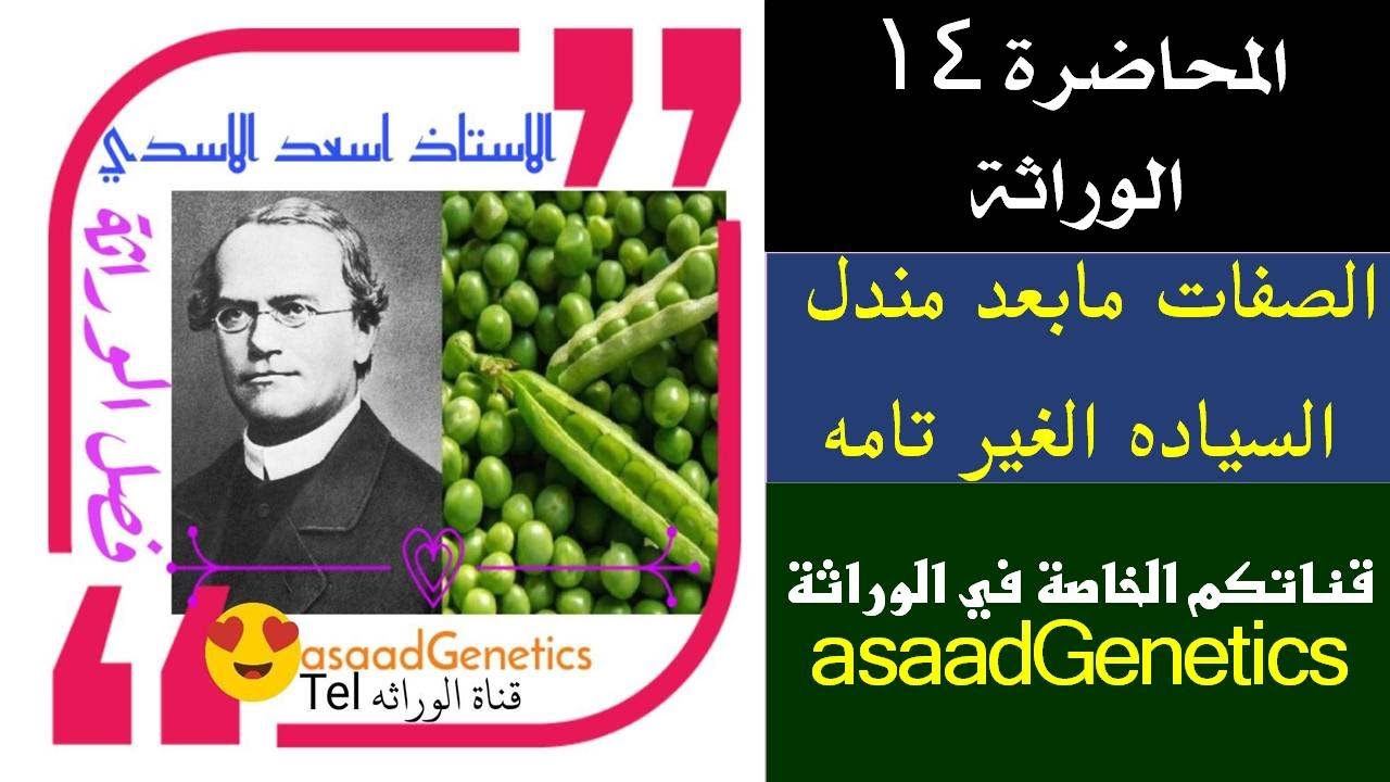 الوراثه الصفات ما بعد مندل /السياده الغير تامه/محاضره ١٤/الاستاذ اسعد الاسدي