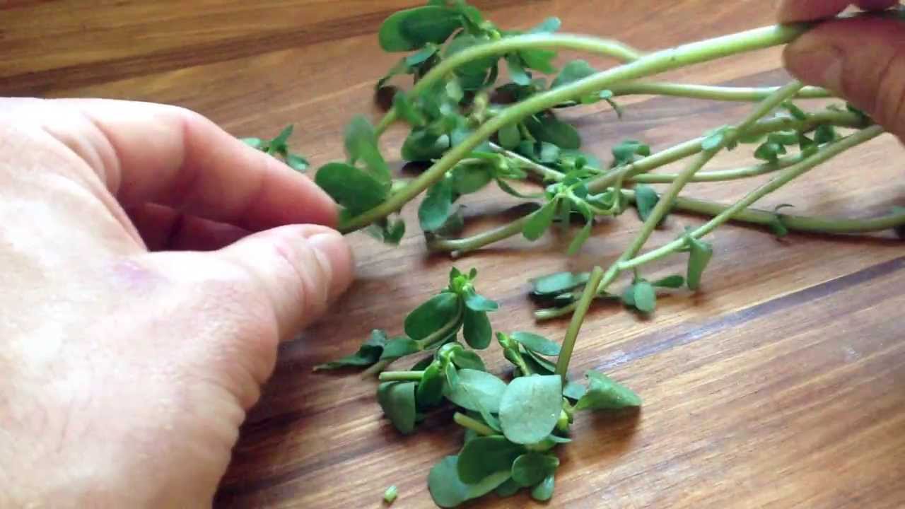 How to pick purslane for eating