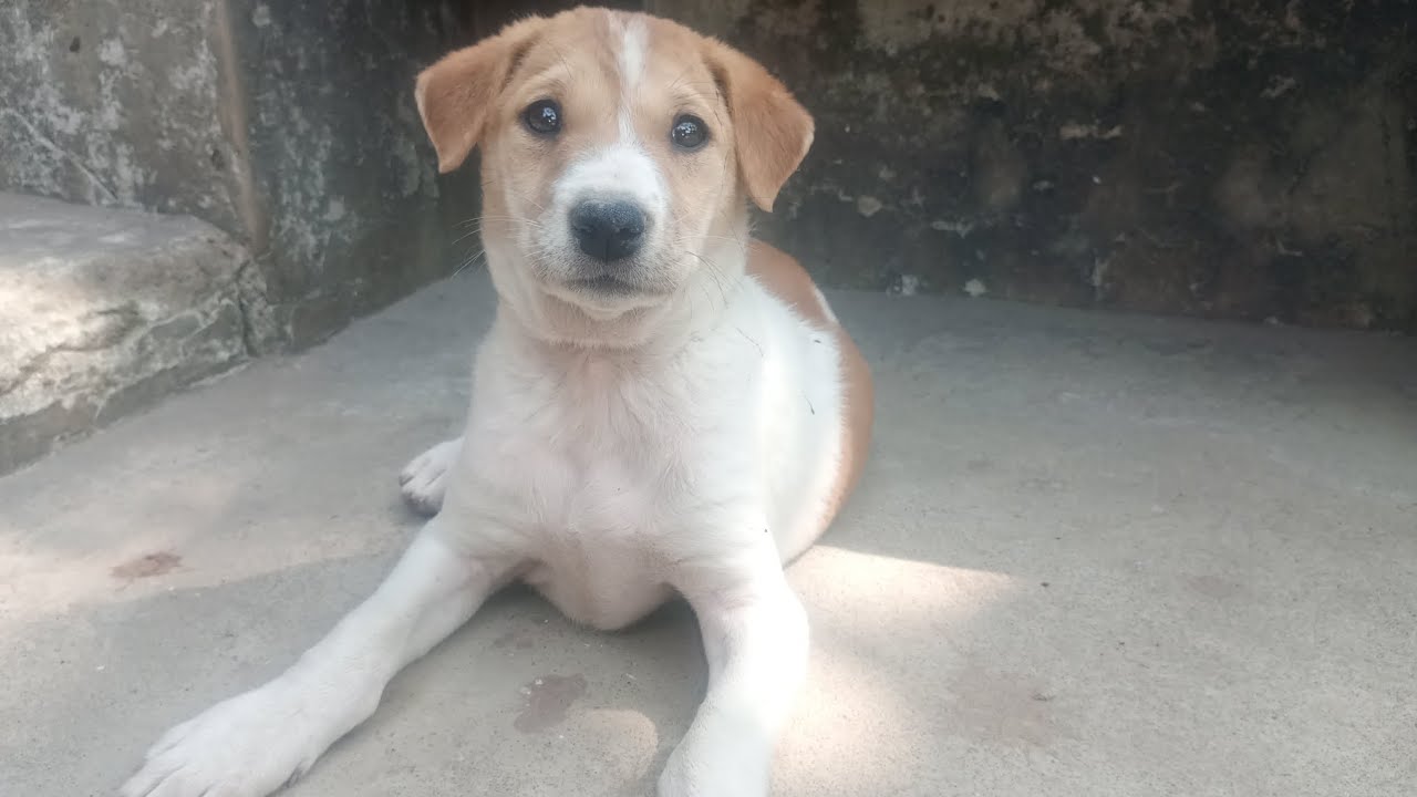 Playing with Cute Puppy – Fun Moments with My Little Friend 🐶