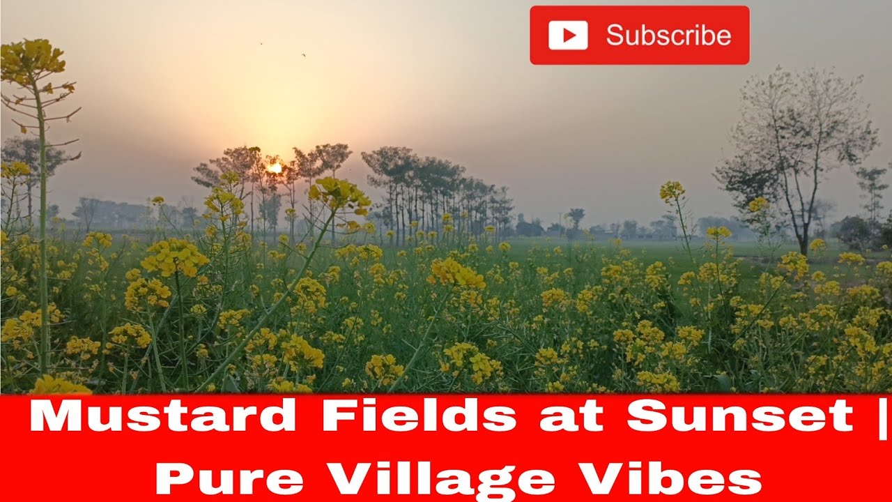 Mustard Fields at Sunset | Pure Village Vibes||پنجاب کی شام، سرسوں کے کھیت اور سکون بھری باتیں