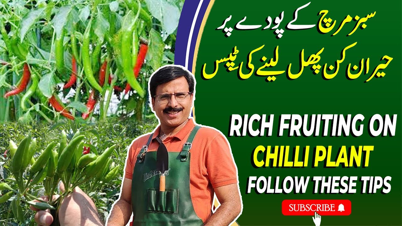Secrets Of Rich Fruiting On Chilli Plants | Gardening With Javed Iqbal