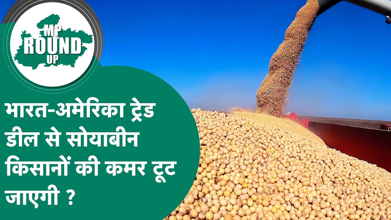 MP Round UP: भारत-अमेरिका ट्रेड डील से मध्य प्रदेश के सोयाबीन किसानों पर होगा खतरनाक असर ? MP Tak