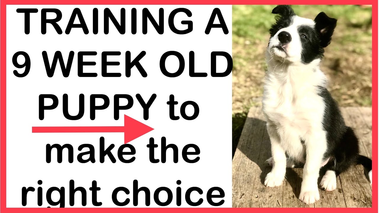 BORDER COLLIE  | dog TRAINING | 9 week old puppy