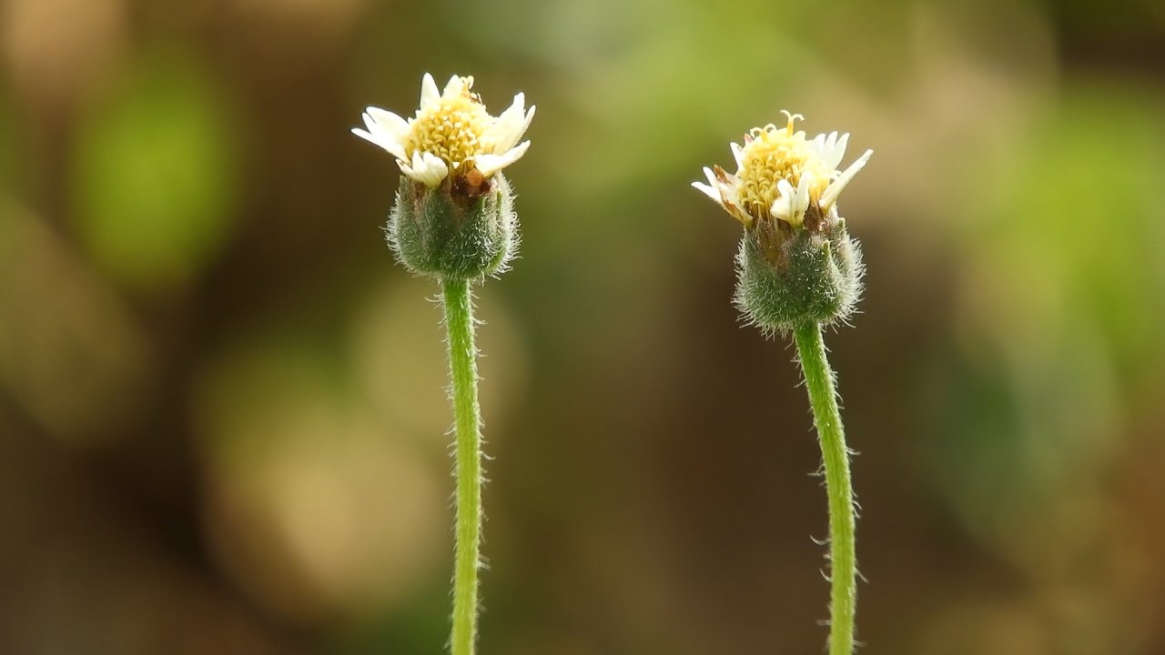 4K VIDEO NIKON COOLPIX B700  - TEST