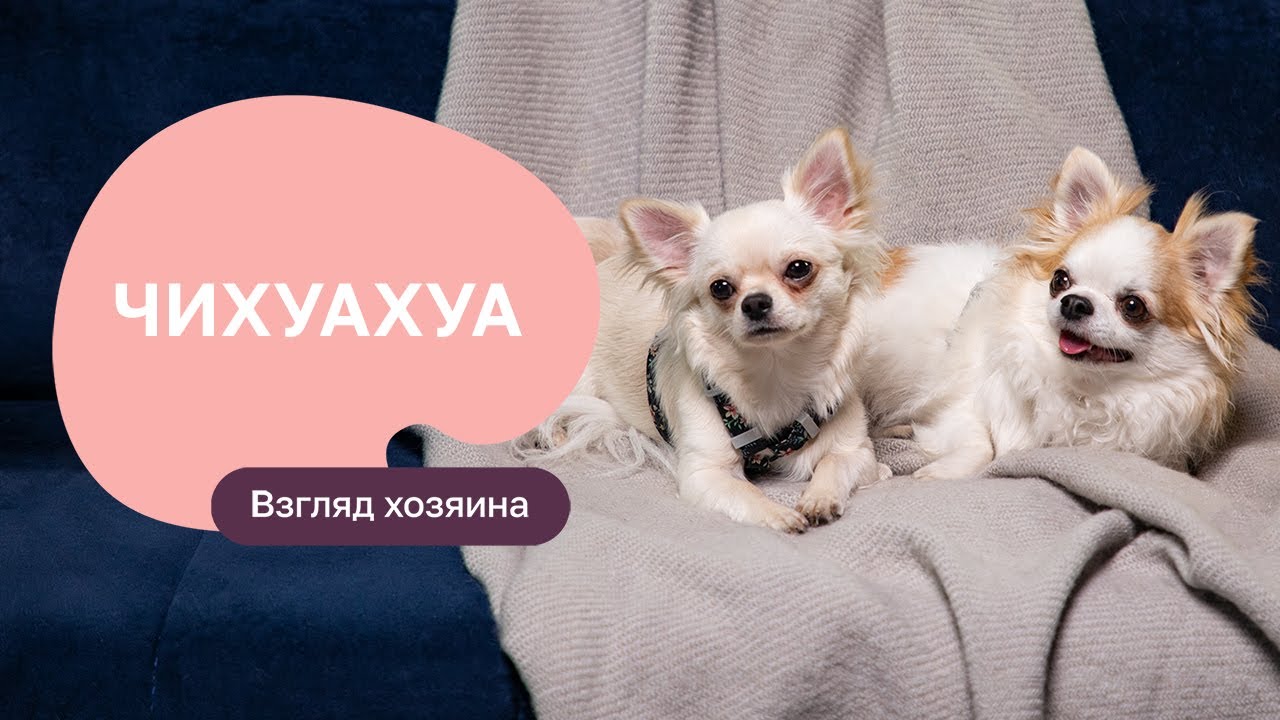Чихуахуа — все о породе, плюсы и минусы — шоу «Ожидание/реальность»