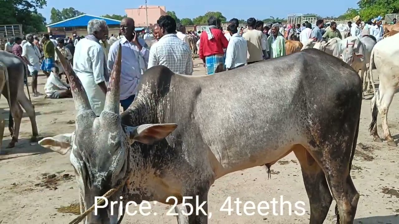 Hallikar Bulls Market in Punganur / 24th May Tuesday / Chanel No:  9014820720